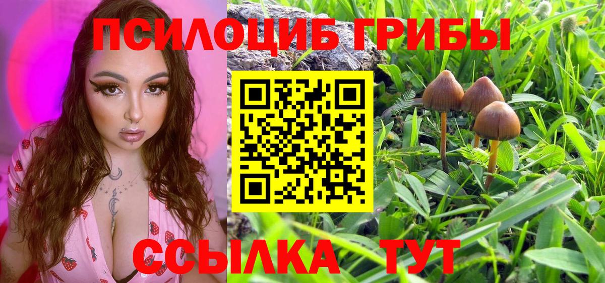 Тавда  Галлюциногенные грибы Cubensis  Вход с VPN 